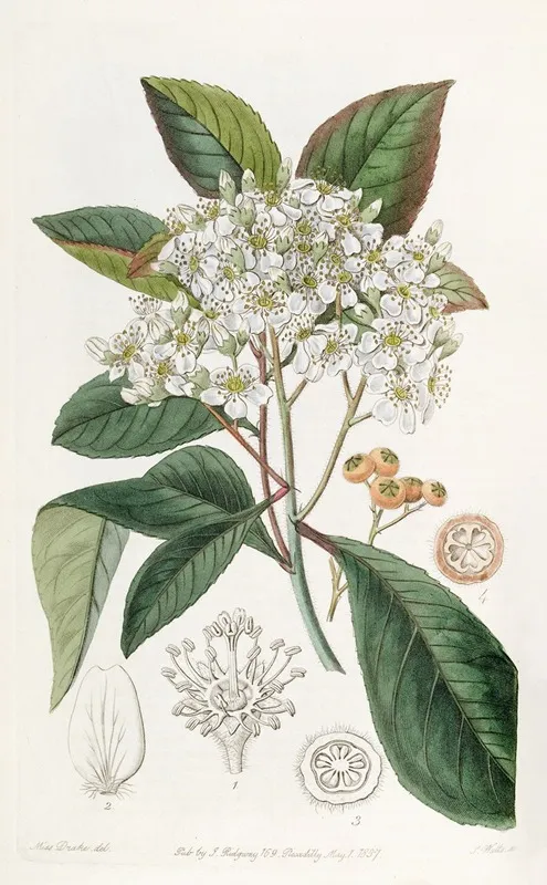 Grey Leaved Stranvaesia Wall Art by Sydenham Edwards - High-Resolution Digital Print