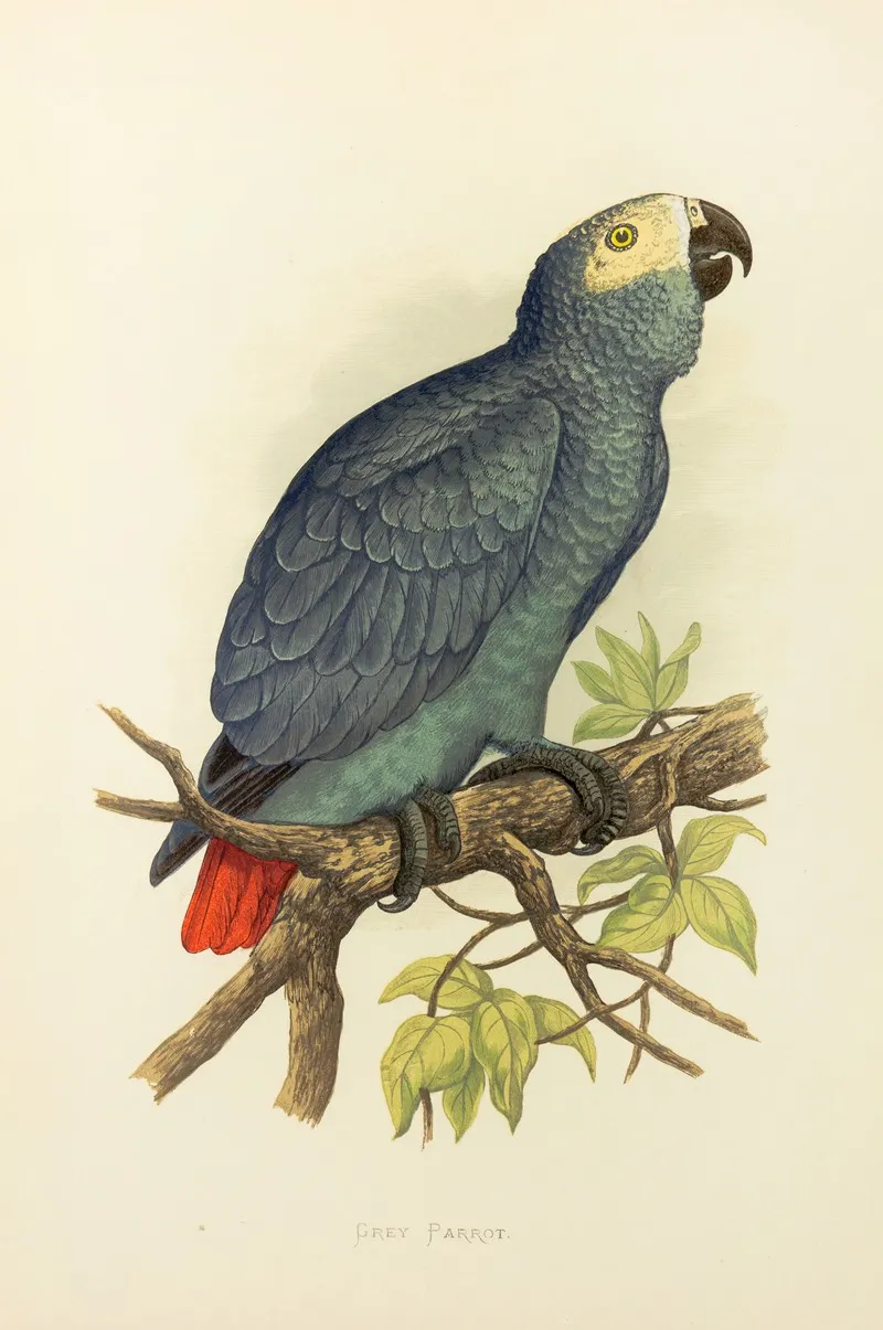 Grey Parrot Wall Art by Alexander Francis Lydon - High-Resolution Digital Print