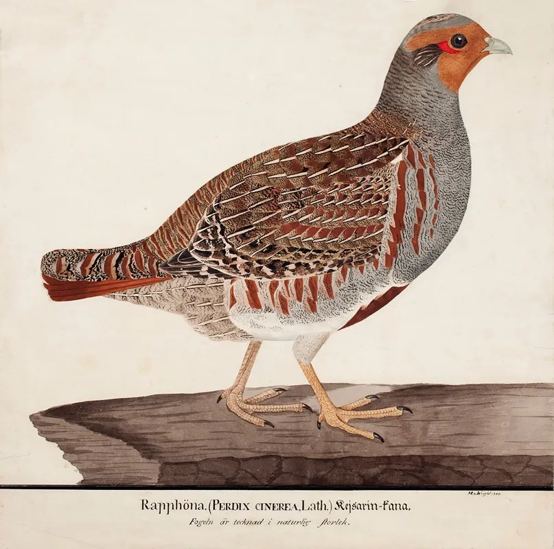 Grey Partridge Wall Art by Magnus Von Wright - High-Resolution Digital Print