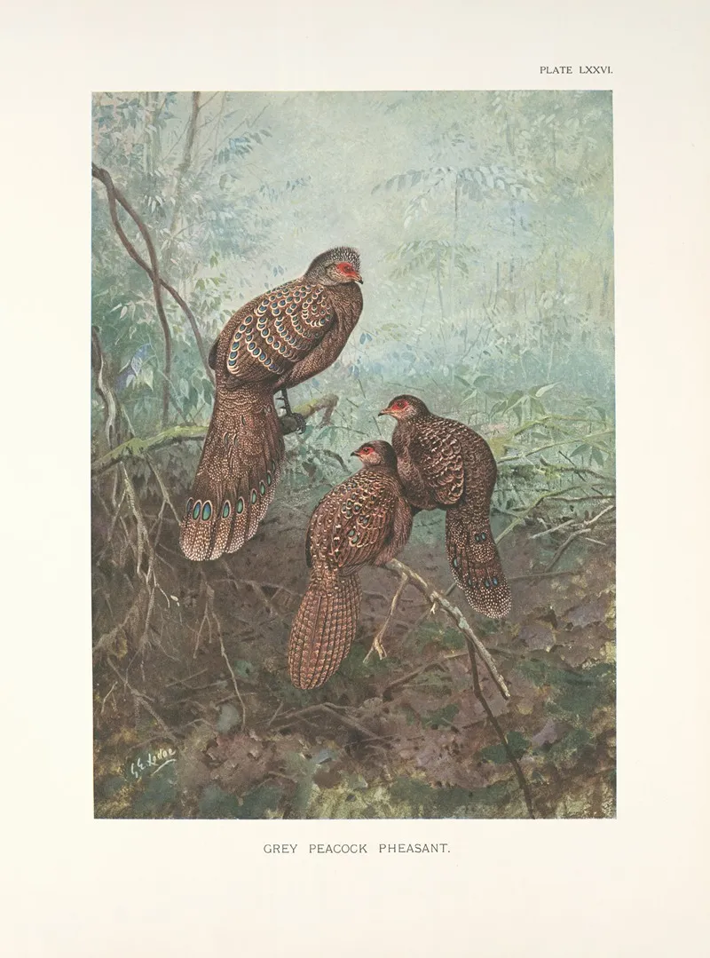 Grey Peacock Pheasants Polyplectron Bicalcaratum Bicalcaratum Wall Art by George Edward Lodge - High-Resolution Digital Print