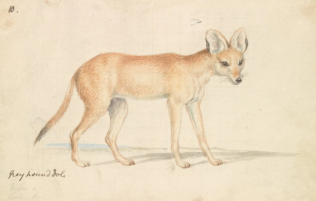 Greyhound Dhole