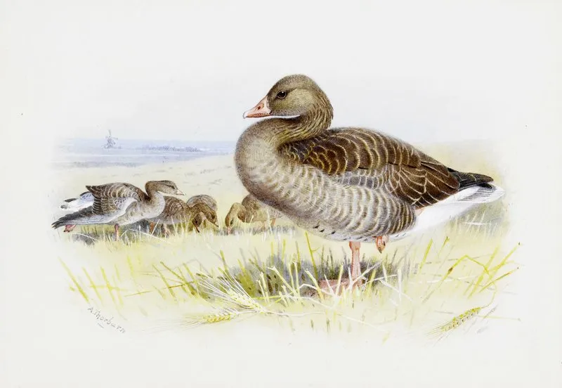 Greylag Goose
