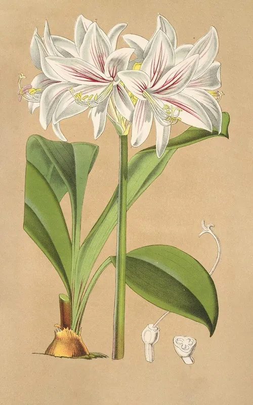 Griffinia Blumenavia Wall Art by Charles Antoine Lemaire - High-Resolution Digital Print