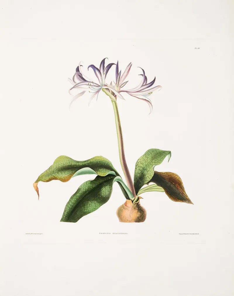 Griffinia Hyacinthina Wall Art by Priscilla Susan Bury - High-Resolution Digital Print