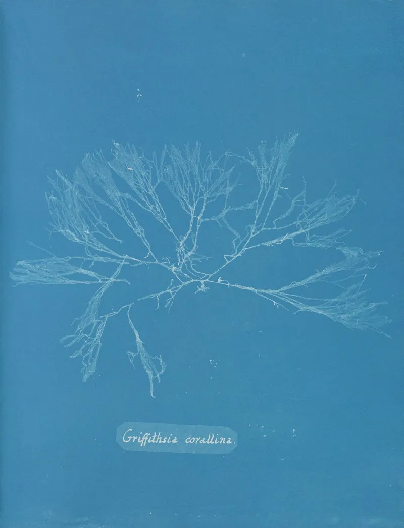 Griffithsia Corallina 2 Wall Art by Anna Atkins - High-Resolution Digital Print
