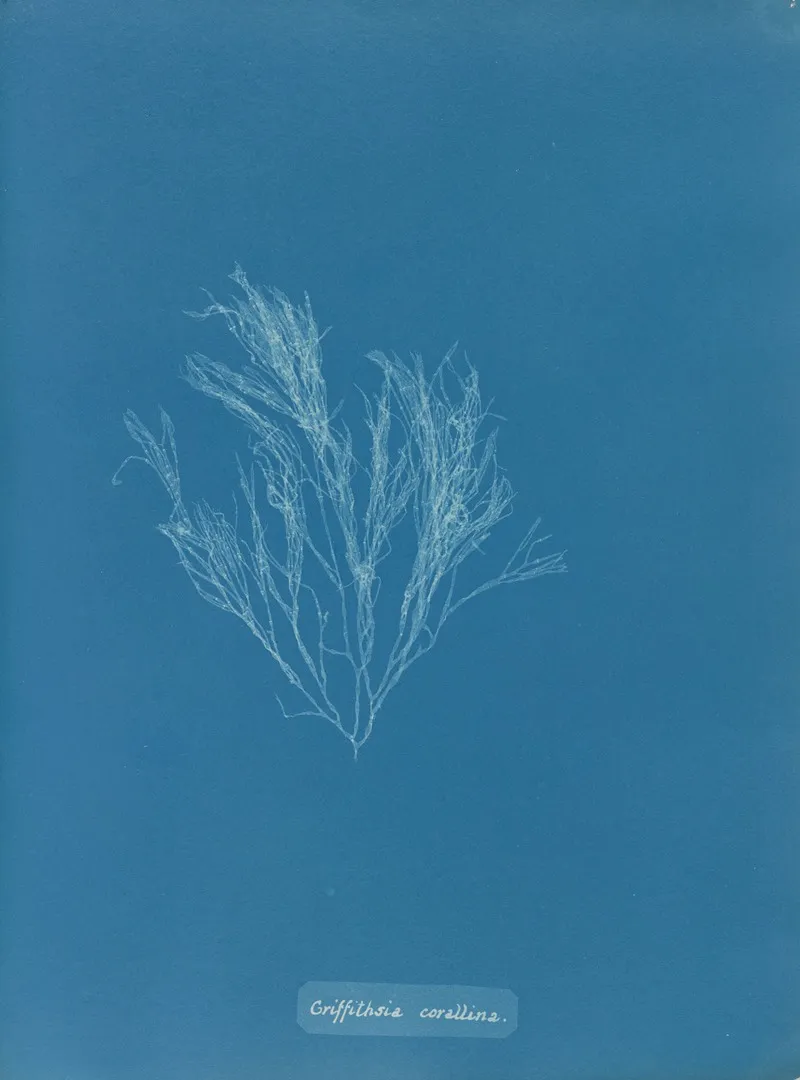 Griffithsia Corallina Wall Art by Anna Atkins - High-Resolution Digital Print
