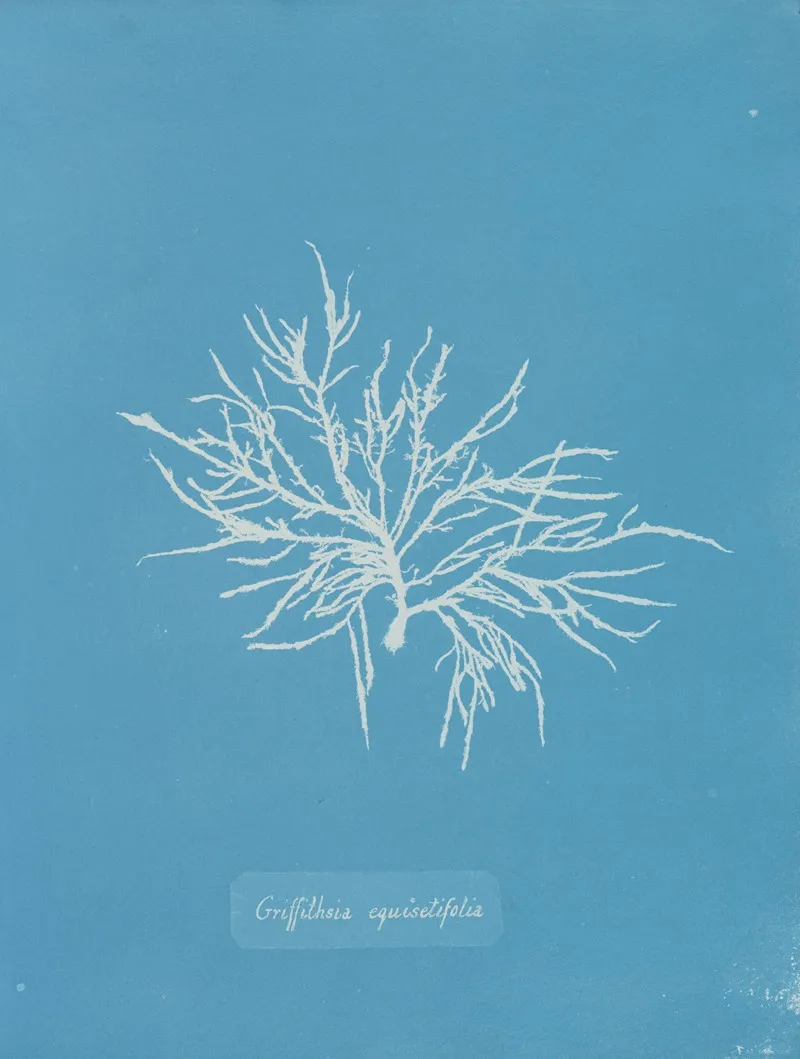 Griffithsia Equisetifolia Wall Art by Anna Atkins - High-Resolution Digital Print