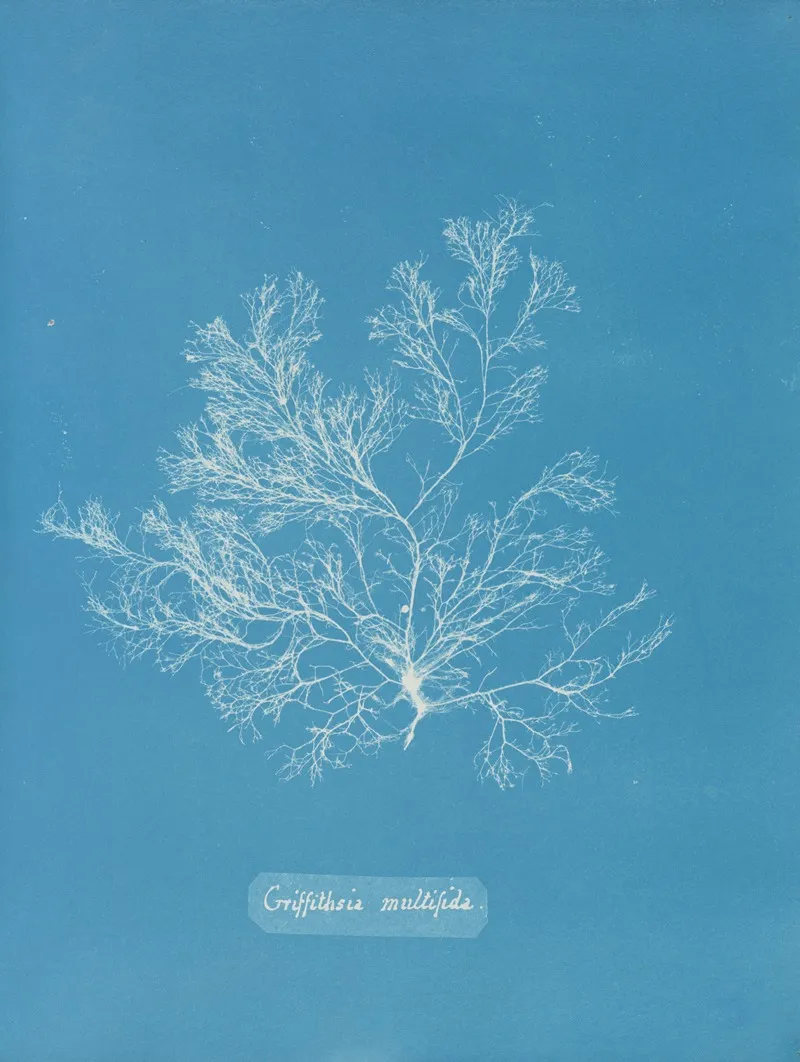 Griffithsia Multifida Wall Art by Anna Atkins - High-Resolution Digital Print