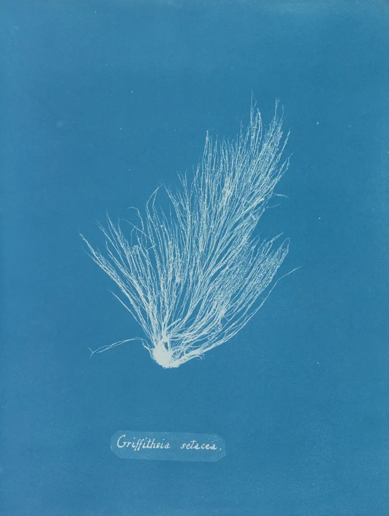 Griffithsia Setacea Wall Art by Anna Atkins - High-Resolution Digital Print