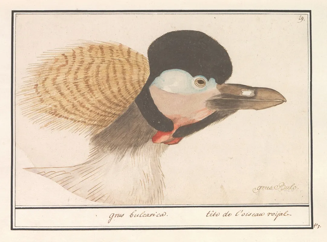 Grijze Kroonkraan Balearica Regulorum Wall Art by Anselmus Boëtius de Boodt - High-Resolution Digital Print