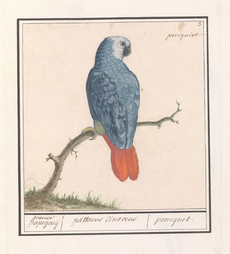 Grijze Roodstaartpapegaai Psittacus Erithacus Wall Art by Anselmus Boëtius de Boodt - High-Resolution Digital Print