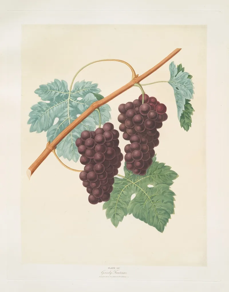 Grizzly Frontiniac Grape Wall Art by George Brookshaw - High-Resolution Digital Print