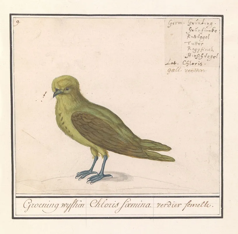 Groenling Chloris Chloris Wall Art by Anselmus Boëtius de Boodt - High-Resolution Digital Print