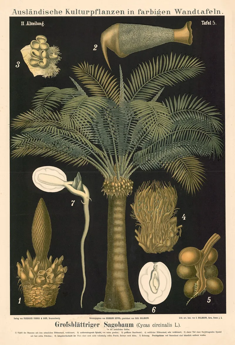 Grofsblattriger Sagobaum Cycas Circinalis L Wall Art by Carl Bollmann - High-Resolution Digital Print