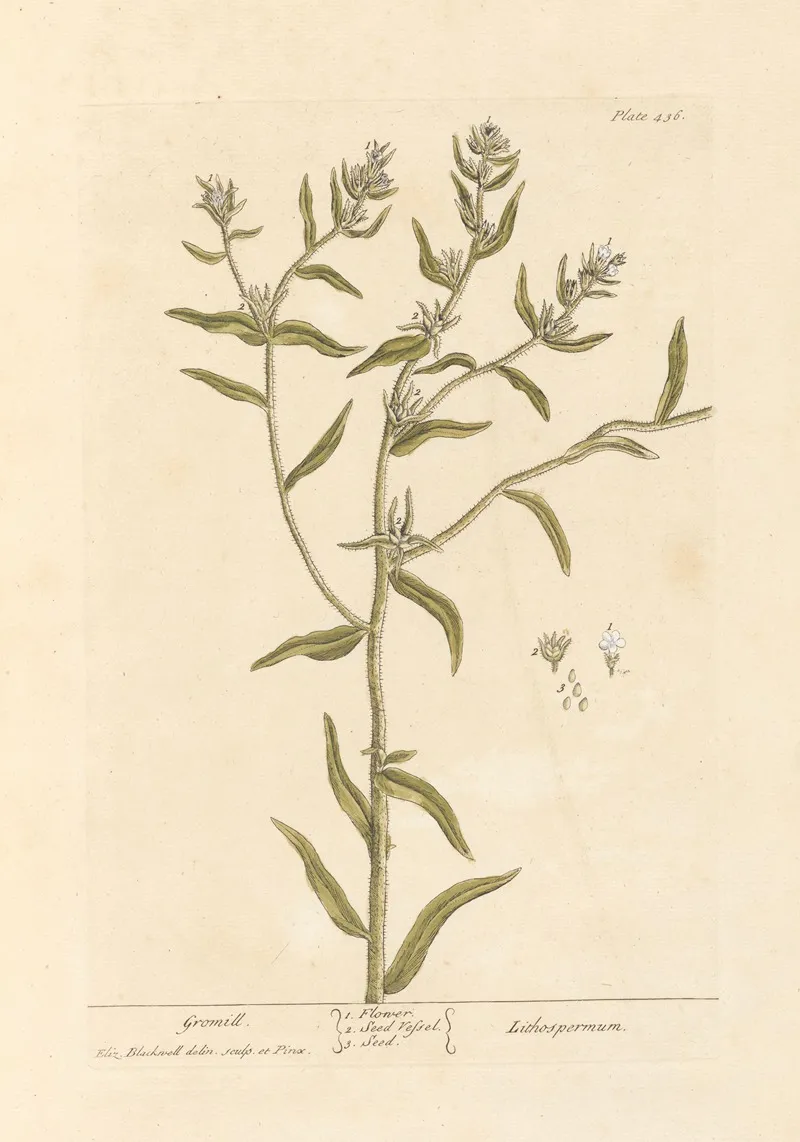 Gromill Wall Art by Elizabeth Blackwell - High-Resolution Digital Print