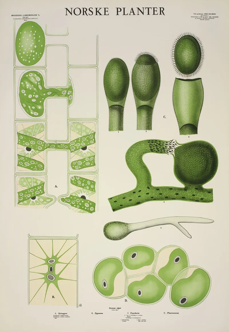 Gronne Alger Wall Art by Parmanns Læremiddel-anstalt - High-Resolution Digital Print