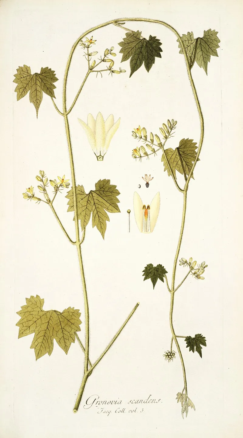 Gronovia Scandens Wall Art by Nikolaus Joseph Freiherr von Jacquin - High-Resolution Digital Print