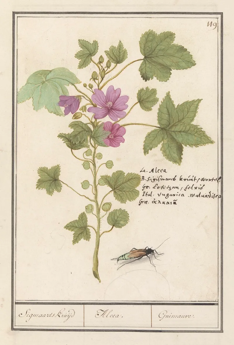 Groot Kaasjeskruid Malva Sylvestris Sigmaards Kruijd Alcea Guimauvre Wall Art by Anselmus Boëtius de Boodt - High-Resolution Digital Print