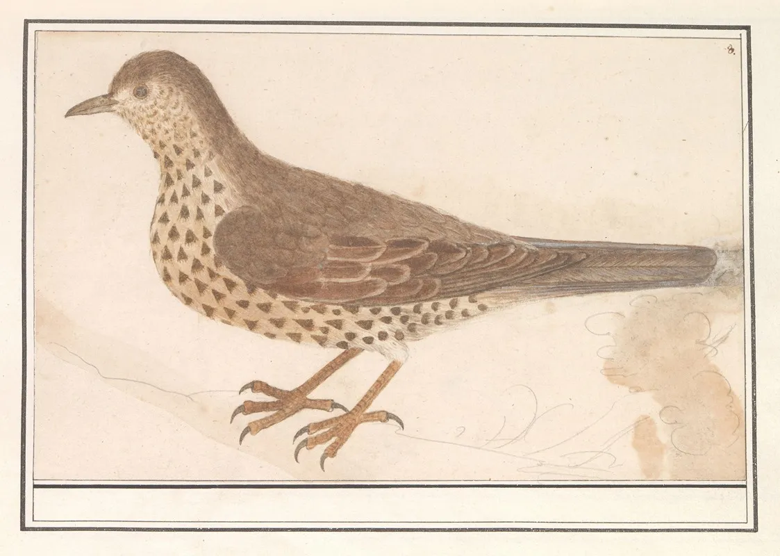 Grote Lijster Turdus Viscivorus Of Zanglijster Turdus Philomelos Wall Art by Anselmus Boëtius de Boodt - High-Resolution Digital Print