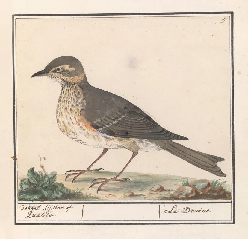 Grote Lijster Turdus Viscivorus Wall Art by Anselmus Boëtius de Boodt - High-Resolution Digital Print