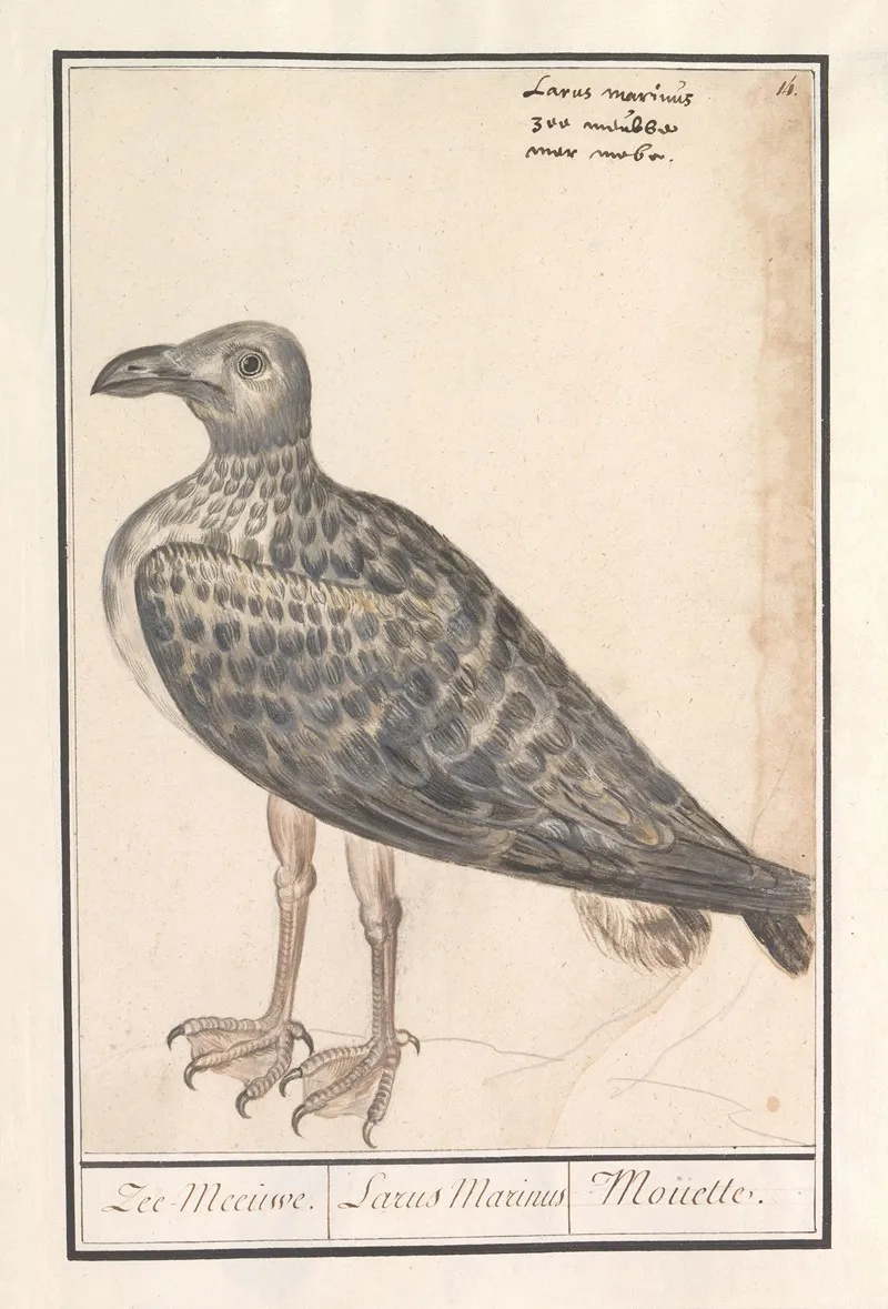 Grote Mantelmeeuw Larus Marinus Of Zilvermeeuw Larus Argentatus Wall Art by Anselmus Boëtius de Boodt - High-Resolution Digital Print