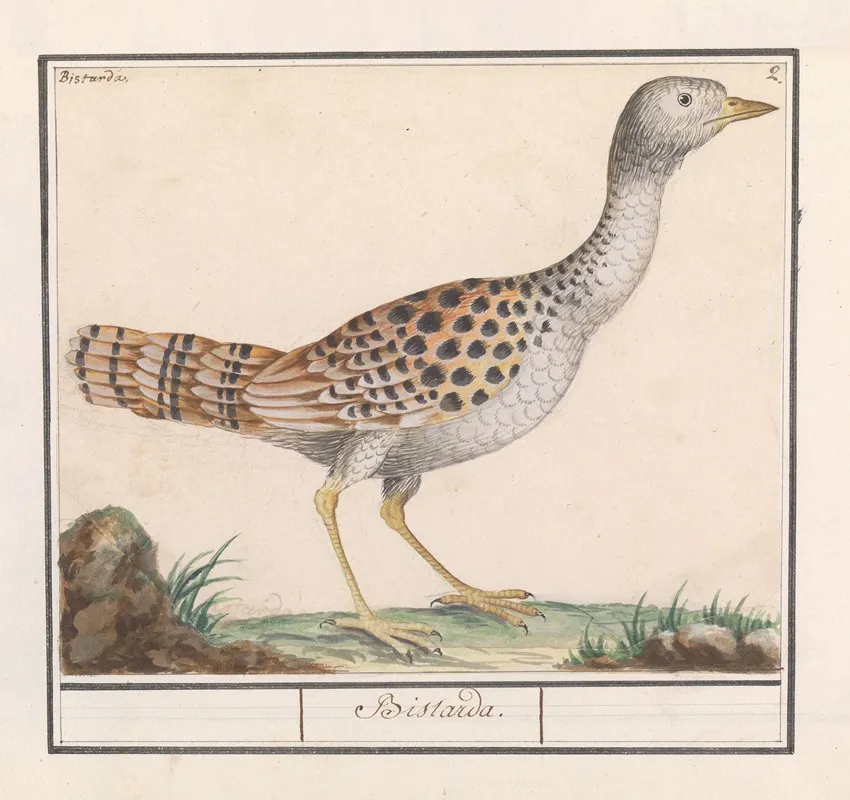 Grote Trap Otis Tarda 2 Wall Art by Anselmus Boëtius de Boodt - High-Resolution Digital Print