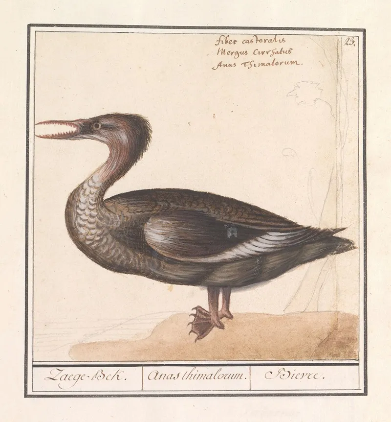 Grote Zaagbek Mergus Merganser Wall Art by Anselmus Boëtius de Boodt - High-Resolution Digital Print