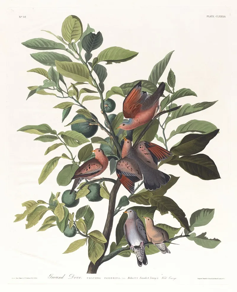Ground Dove Wall Art by John James Audubon - High-Resolution Digital Print