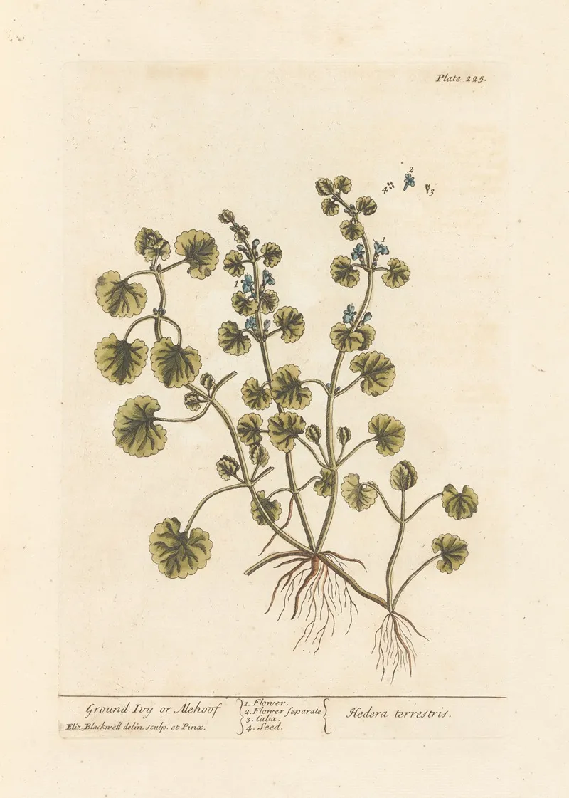 Ground Ivy Or Alehoof Wall Art by Elizabeth Blackwell - High-Resolution Digital Print
