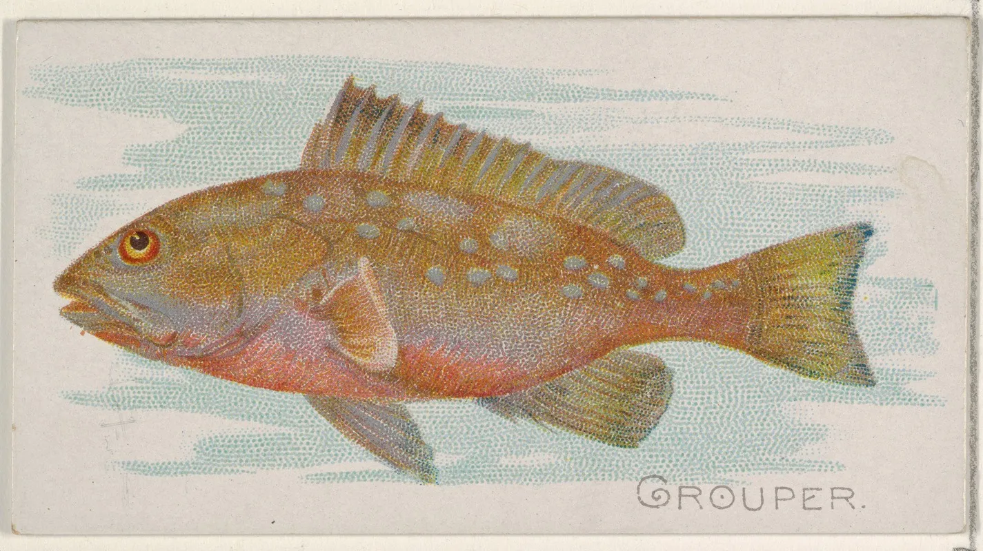 Grouper Wall Art by Allen &amp; Ginter - High-Resolution Digital Print