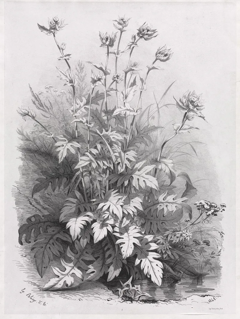 Groups Of Various Plants Drawn After Nature No 7