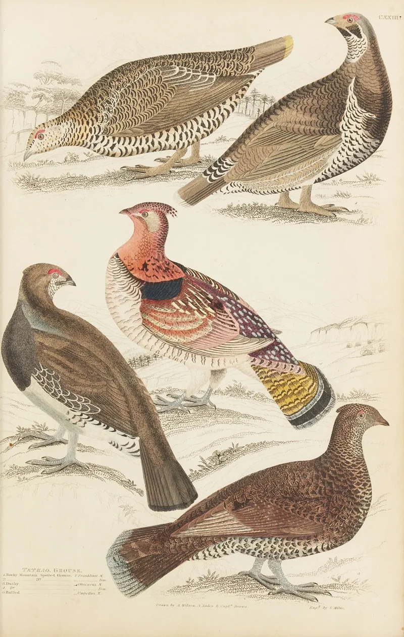 Grouse 2 Wall Art by William MacGillivray - High-Resolution Digital Print