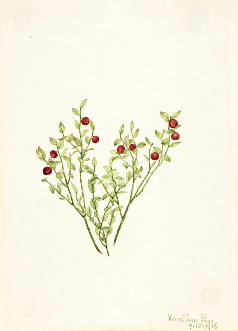 Grouse Whortleberry Vaccinium Scoparium