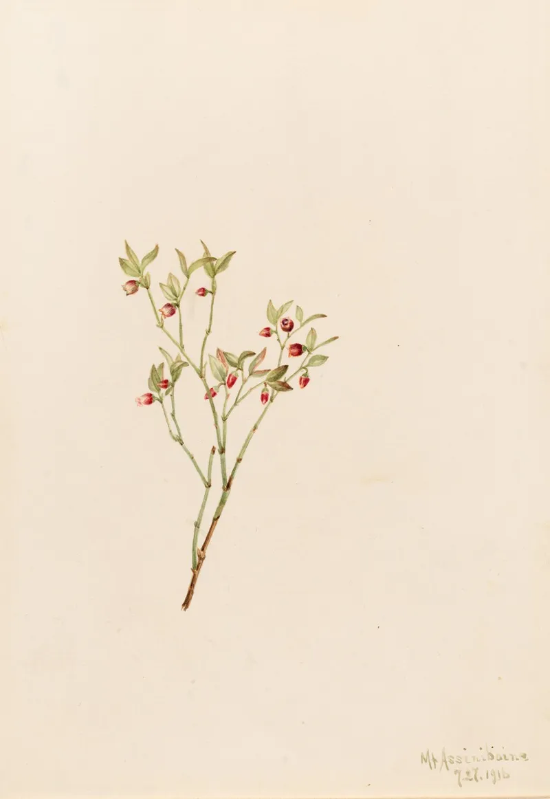 Grouse Whortleberry Vaccinum Scoparium