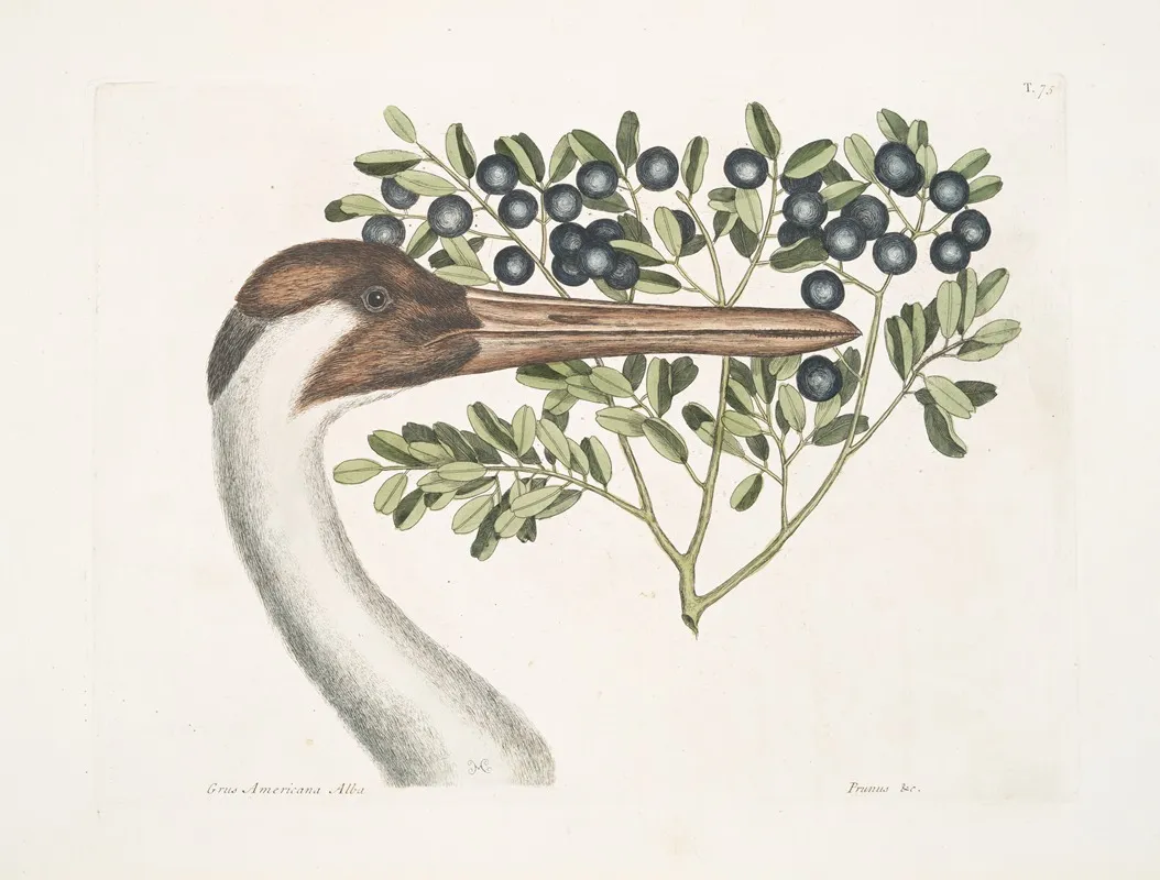 Grus Americana Alba The Hooping Crane Prunus C The Bullet Bush Wall Art by Mark Catesby - High-Resolution Digital Print