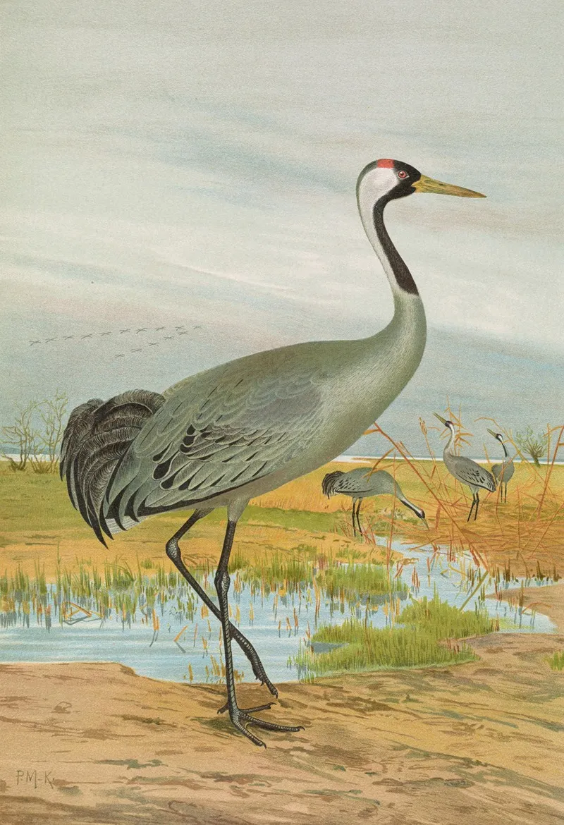 Grus Grus Wall Art by Johann Friedrich Naumann - High-Resolution Digital Print