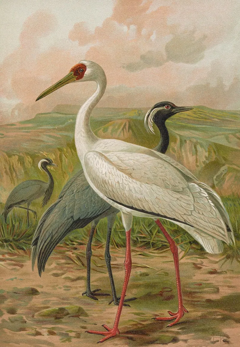 Grus Virgo Grus Leucogeranus Pall Wall Art by Johann Friedrich Naumann - High-Resolution Digital Print