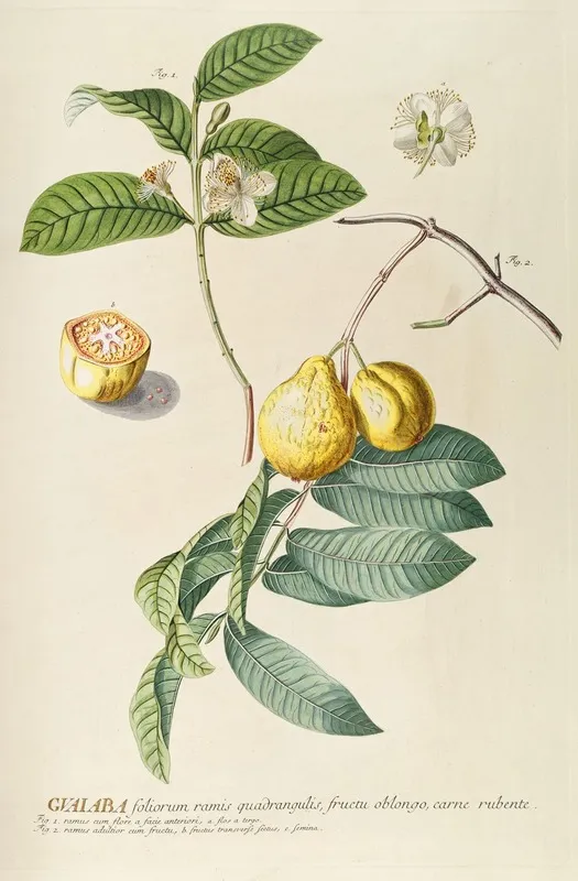 Guaiaba Wall Art by Georg Dionysius Ehret - High-Resolution Digital Print