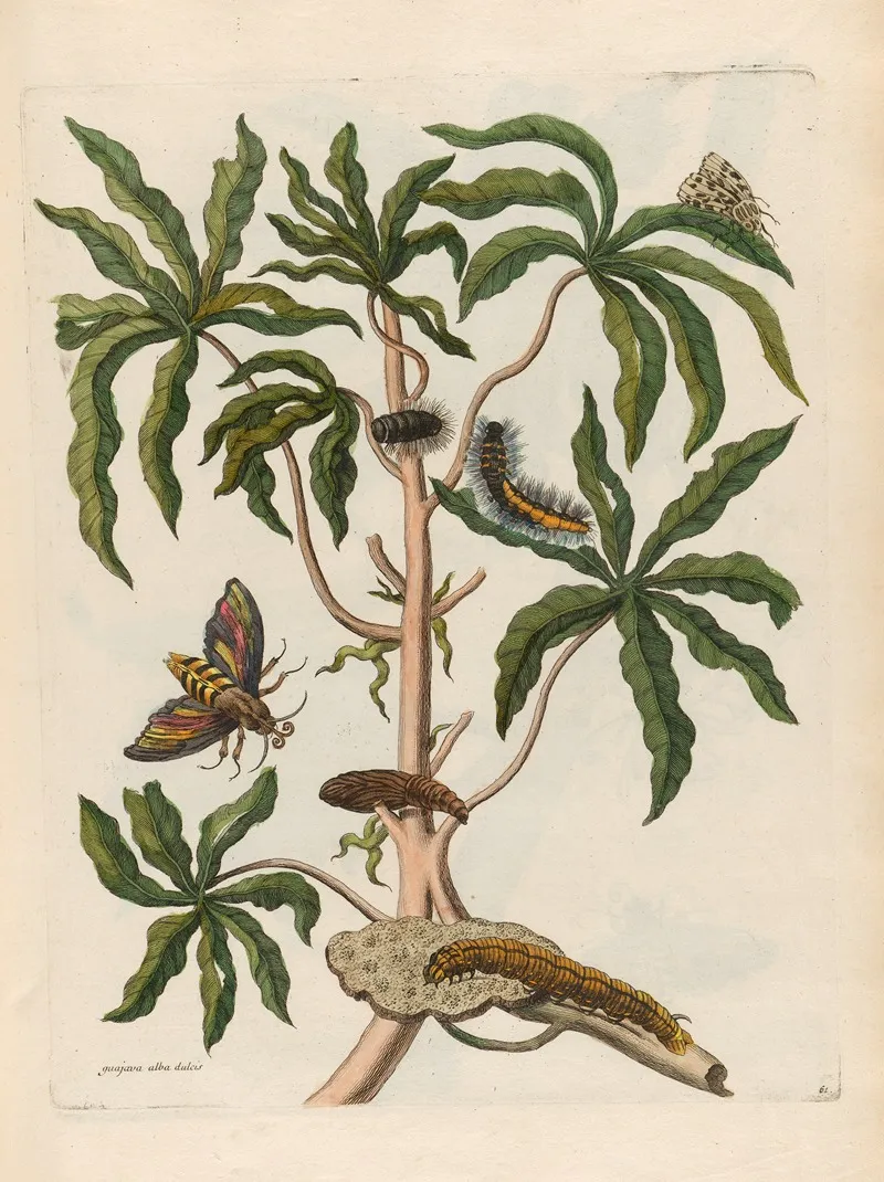Guajava Alba Dulcis 2