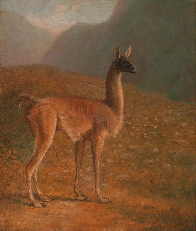 Guanaco Wall Art by Jacques-Laurent Agasse - High-Resolution Digital Print