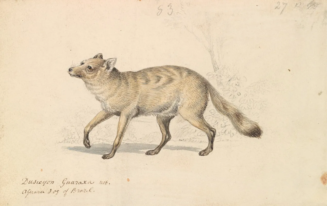 Guaraxa Aguara Fox