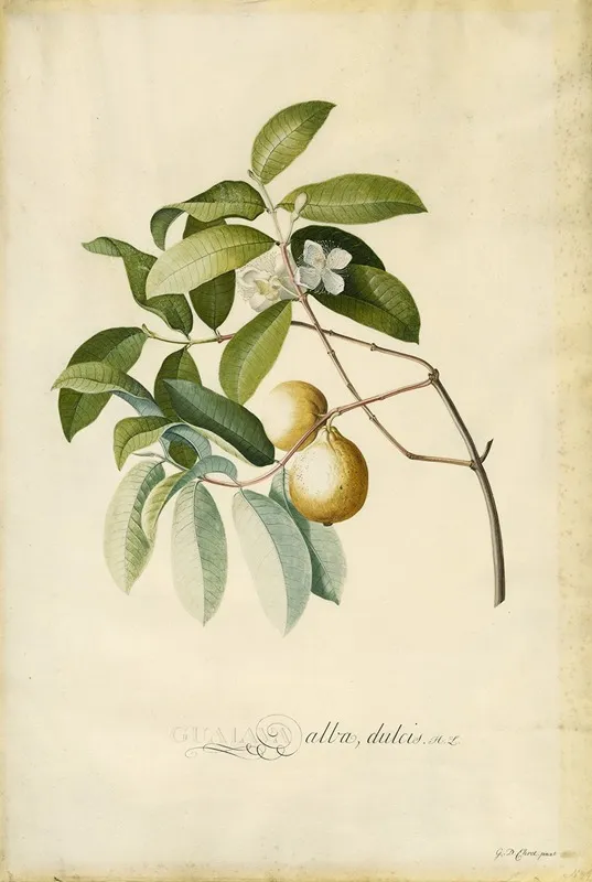 Guava Wall Art by Georg Dionysius Ehret - High-Resolution Digital Print