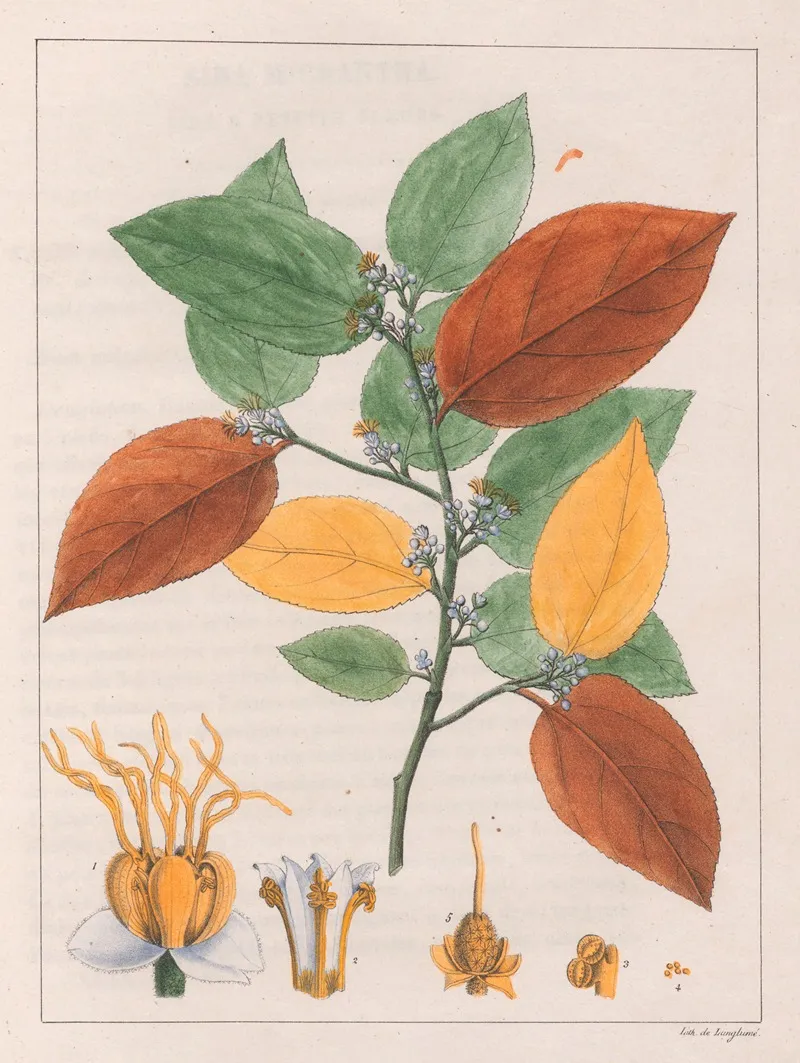 Guazuma Ulmifolia Varietas Wall Art by Auguste de Saint-Hilaire - High-Resolution Digital Print