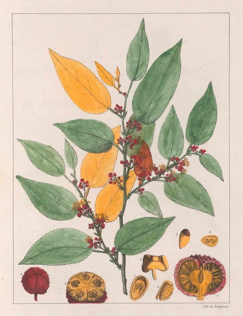 Guazuma Ulmifolia Wall Art by Auguste de Saint-Hilaire - High-Resolution Digital Print