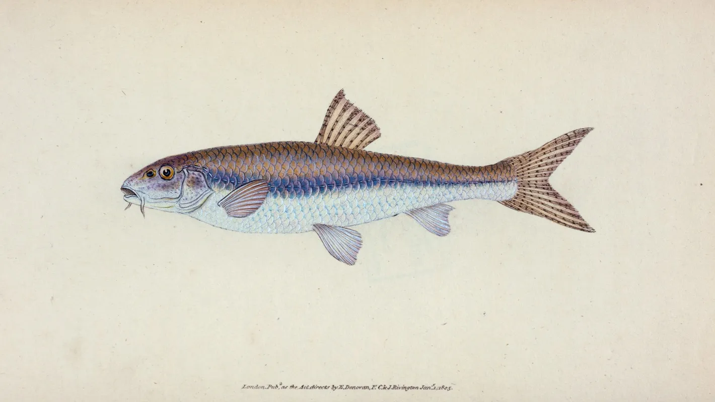Gudgeon Cyprinus Gobio Wall Art by Edward Donovan - High-Resolution Digital Print