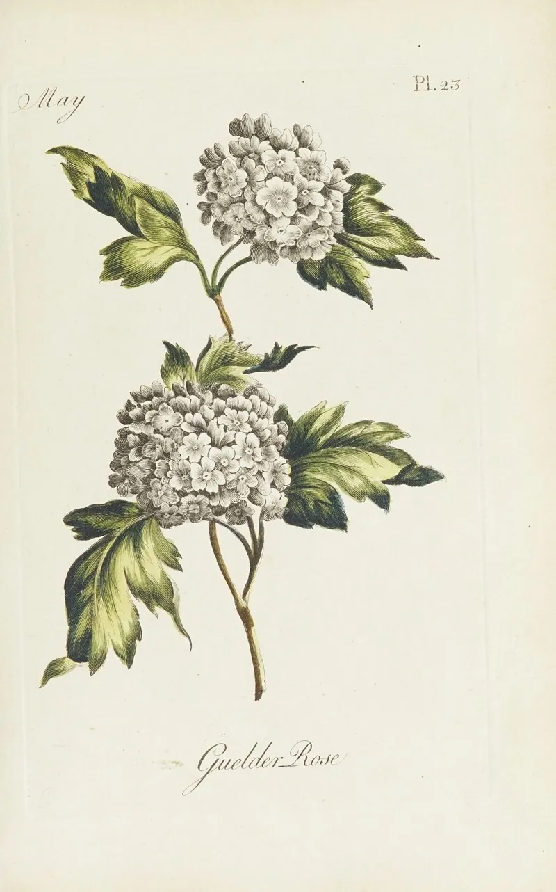 Guelder Rose Wall Art by Carington Bowles - High-Resolution Digital Print