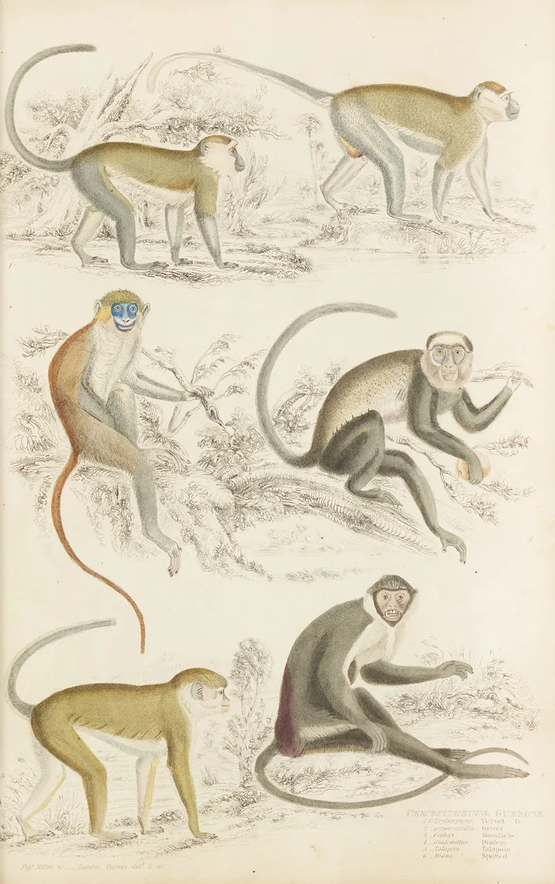 Guenons 3 Wall Art by William MacGillivray - High-Resolution Digital Print