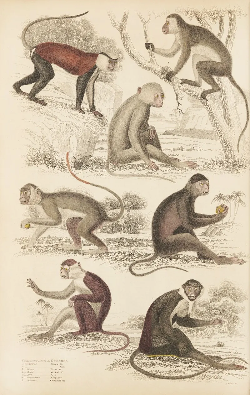 Guenons Wall Art by William MacGillivray - High-Resolution Digital Print