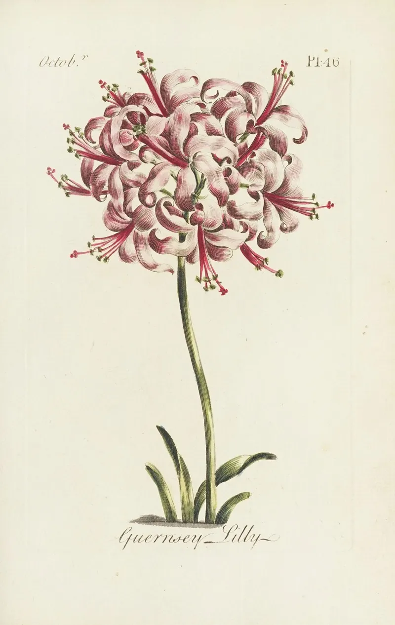 Guernsey Lilly Wall Art by Carington Bowles - High-Resolution Digital Print