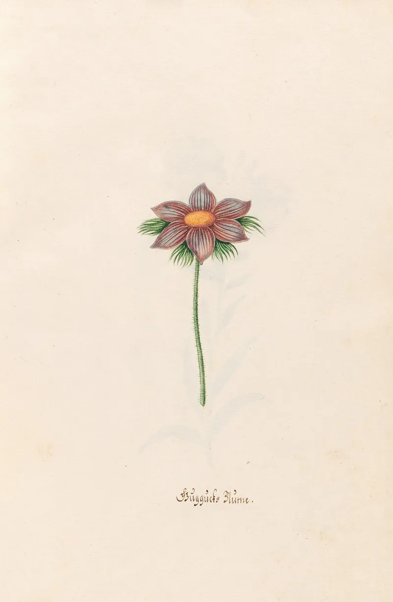 Guggucks Blume Wall Art by Magdelena Rosina Funck - High-Resolution Digital Print